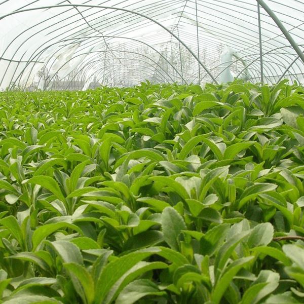 Stevia leaf plant base by Botanical Cube Inc. Stevia leaf plant base by Botanical Cube Inc.