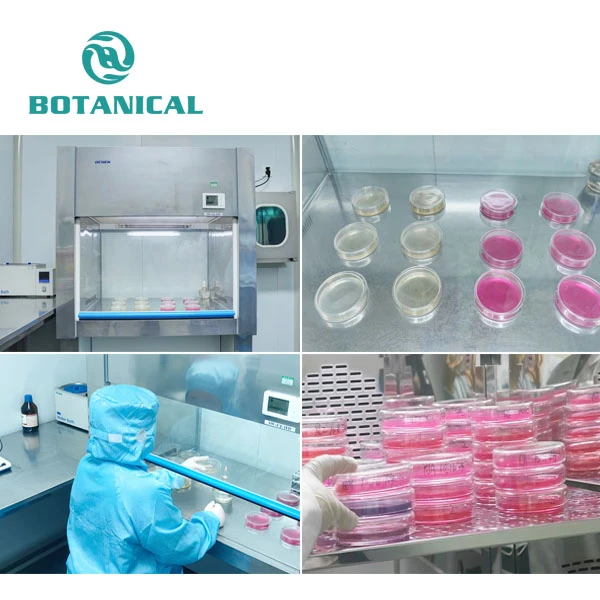 Scutellaria Baicalensis Extract factory