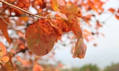 Која је употреба Цотинус екстракта?